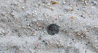 coarse sand provided from Delta Materials landscaping materials